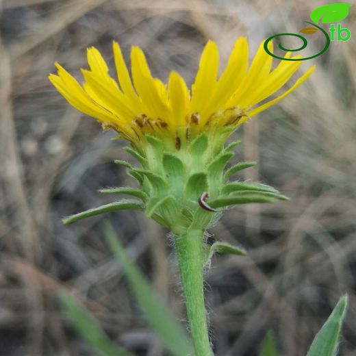 Pentanema ensifolium