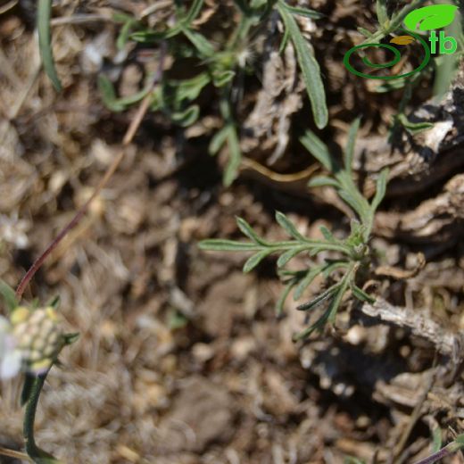 Lomelosia argentea