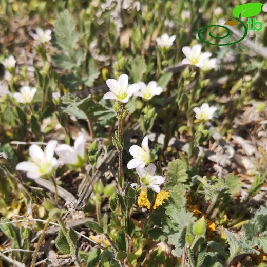 Holosteum umbellatum