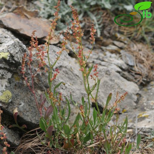 Rumex acetosella