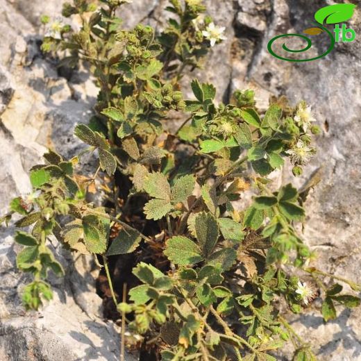 Potentilla isaurica