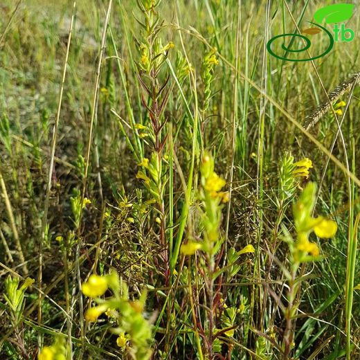 Orobanchaceae-Canavarotugiller