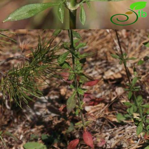 Silene confertiflora