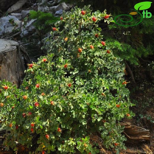 Rosaceae-Gülgiller