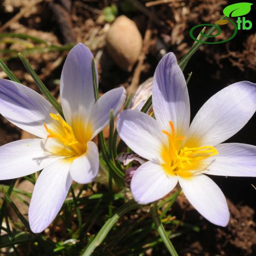 Crocus rechingeri