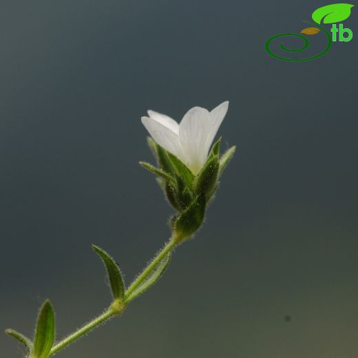 Minuartia saxifraga