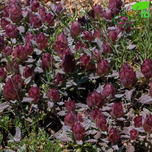 Scutellaria orientalis
