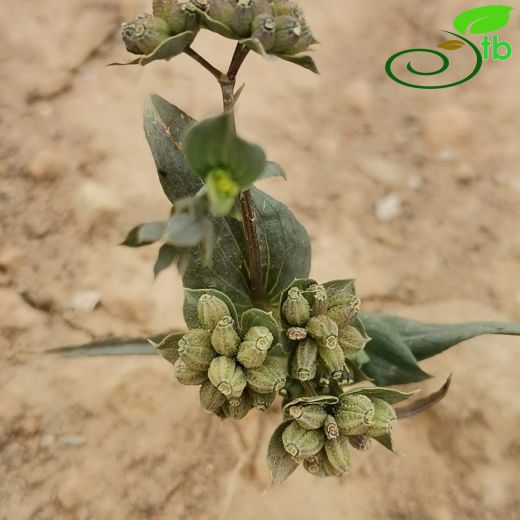 Bupleurum lancifolium