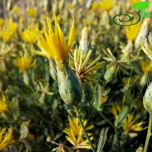 Asteraceae-Papatyagiller