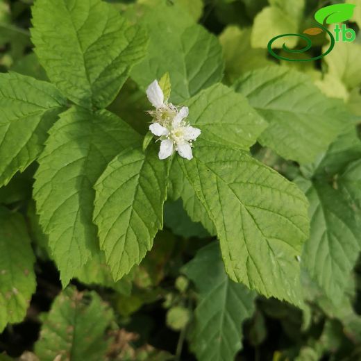 Rubus caesius