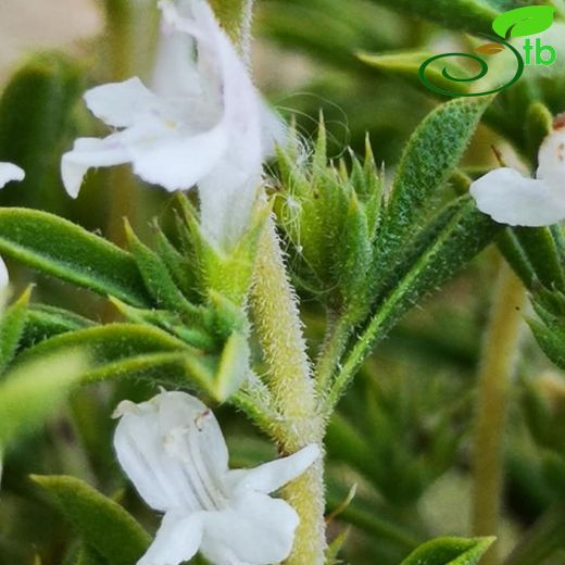 Satureja cuneifolia