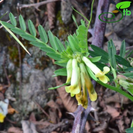 Vicia anatolica