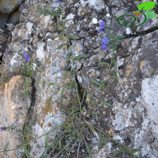 Alkanna areolata