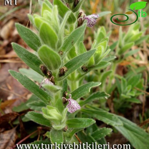 Ajuga laxmanni