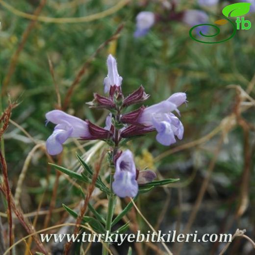 Salvia wiedemannii