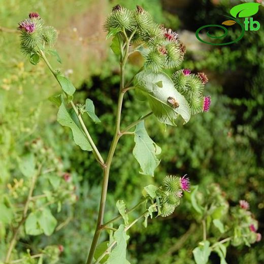 Arctium minus