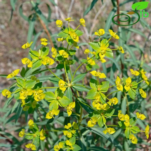 Euphorbiaceae-Sütleğengiller