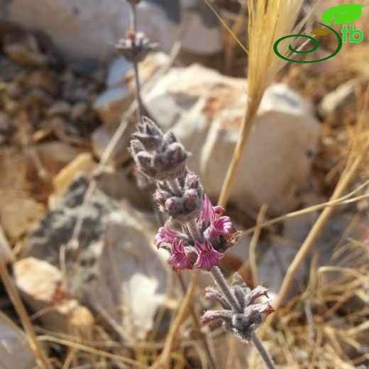 Sideritis rubriflora