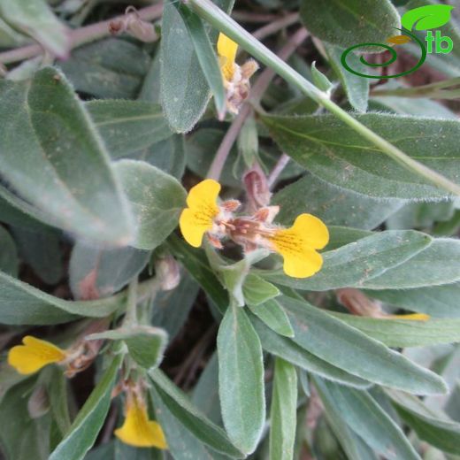 Ajuga salicifolia