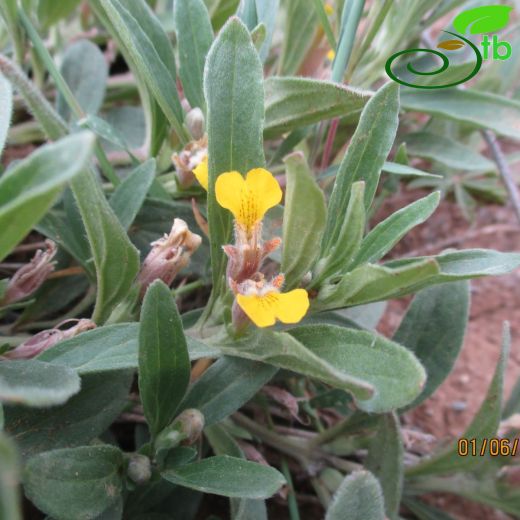 Ajuga salicifolia