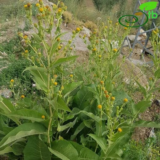 Inula thapsoides