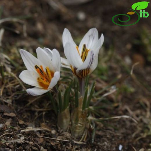 Crocus roseoviolaceus