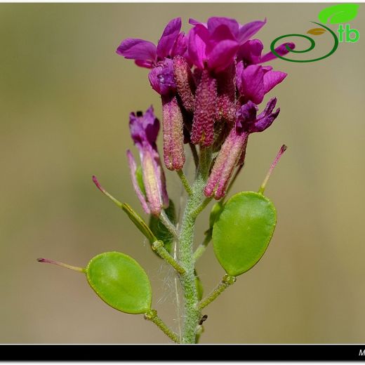 Fibigia suffruticosa