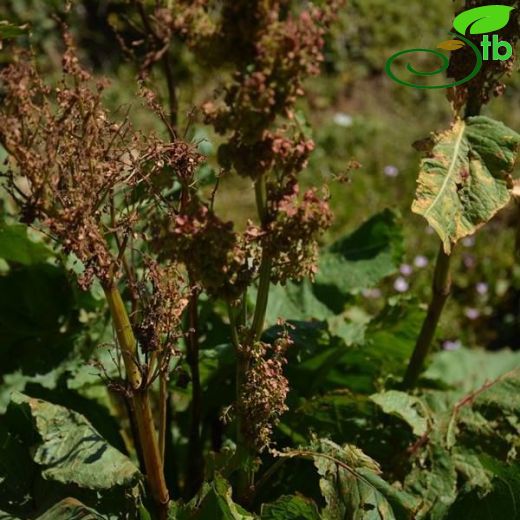 Rumex alpinus