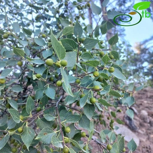 Celtis planchoniana