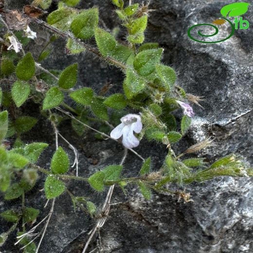 Micromeria aybalae