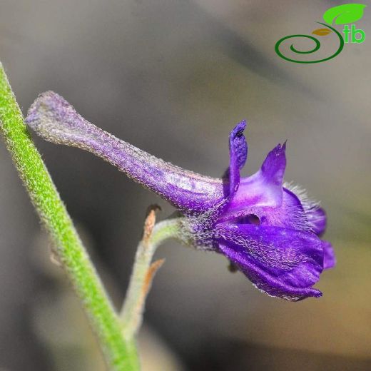 Delphinium cilicicum