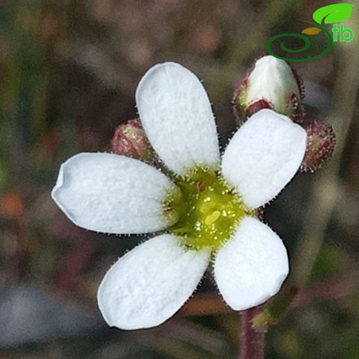 Saxifraga-Taşkıran