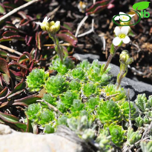 Arabis androsacea