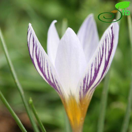 Crocus rechingeri