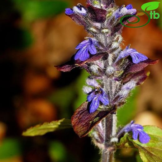 Ajuga genevensis