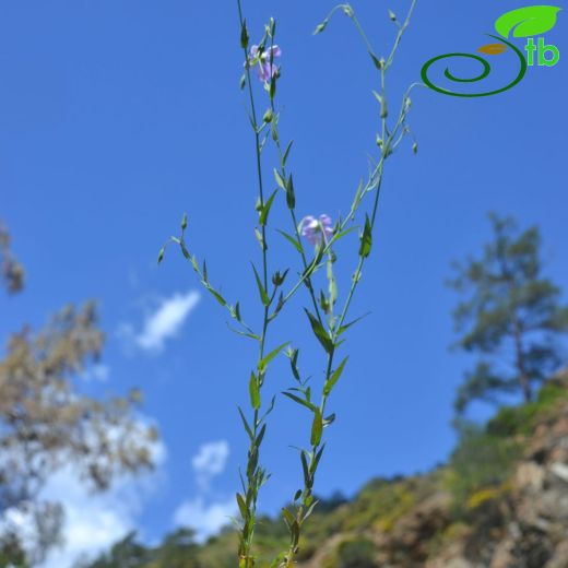 Linum virgultorum