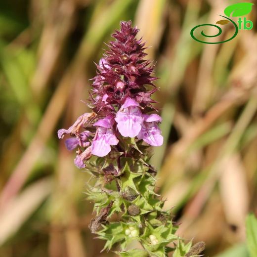 Stachys palustris