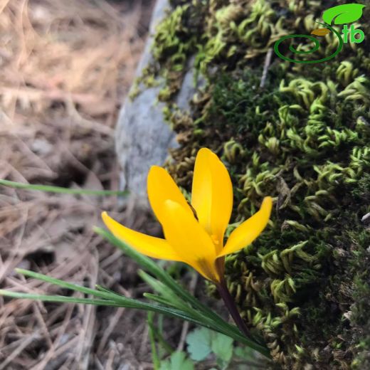 Crocus chrysanthus
