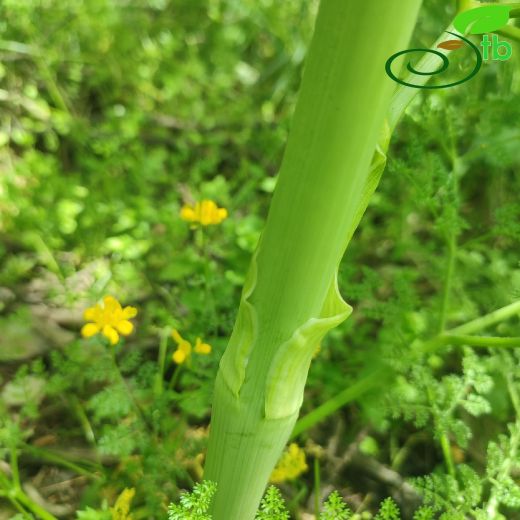Ferula drudeana