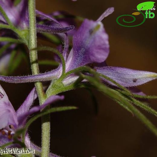 Delphinium axilliflorum