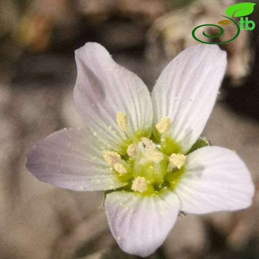 Holosteum umbellatum