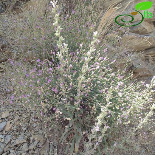 Campanulaceae-Çançiçeğigiller