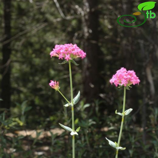 Silene compacta