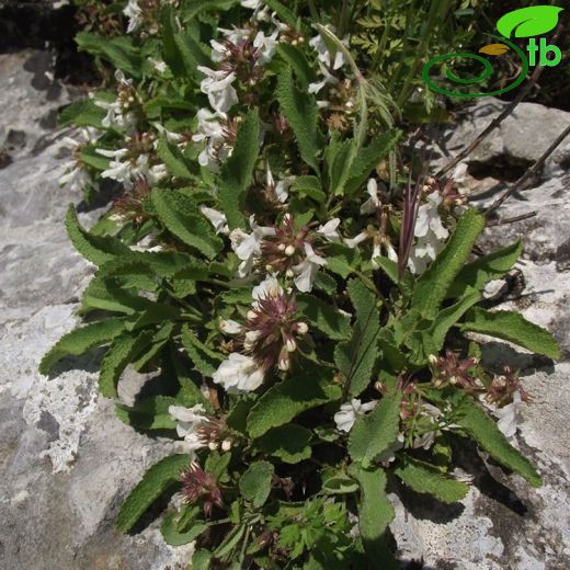 Stachys marashica