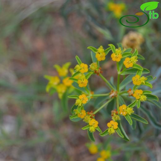 Euphorbia austroanatolica
