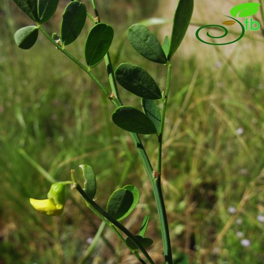 Coronilla valentina