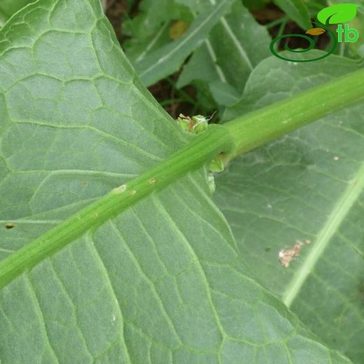 Rumex cristatus