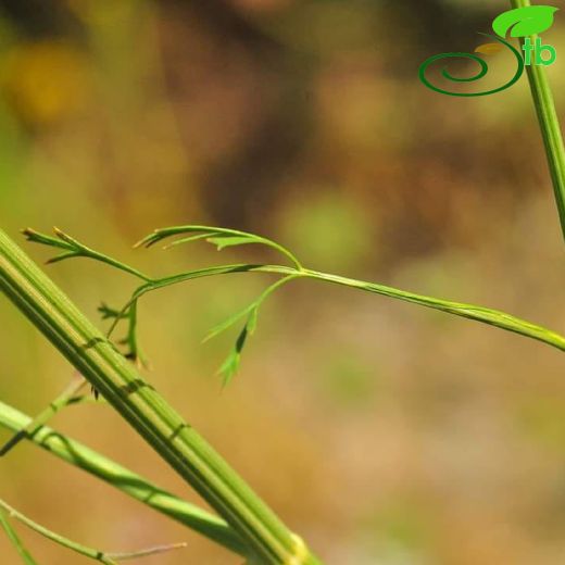 Apiaceae-Maydanozgiller