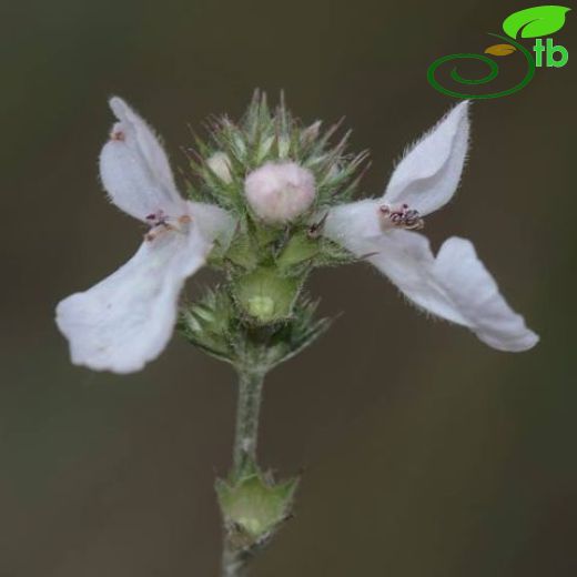 Stachys diversifolia