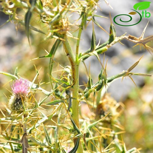 Asteraceae-Papatyagiller